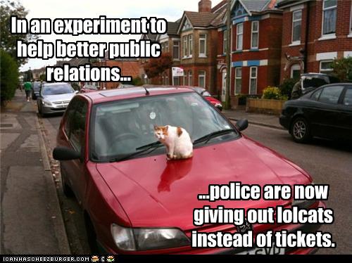 parking ticket cat